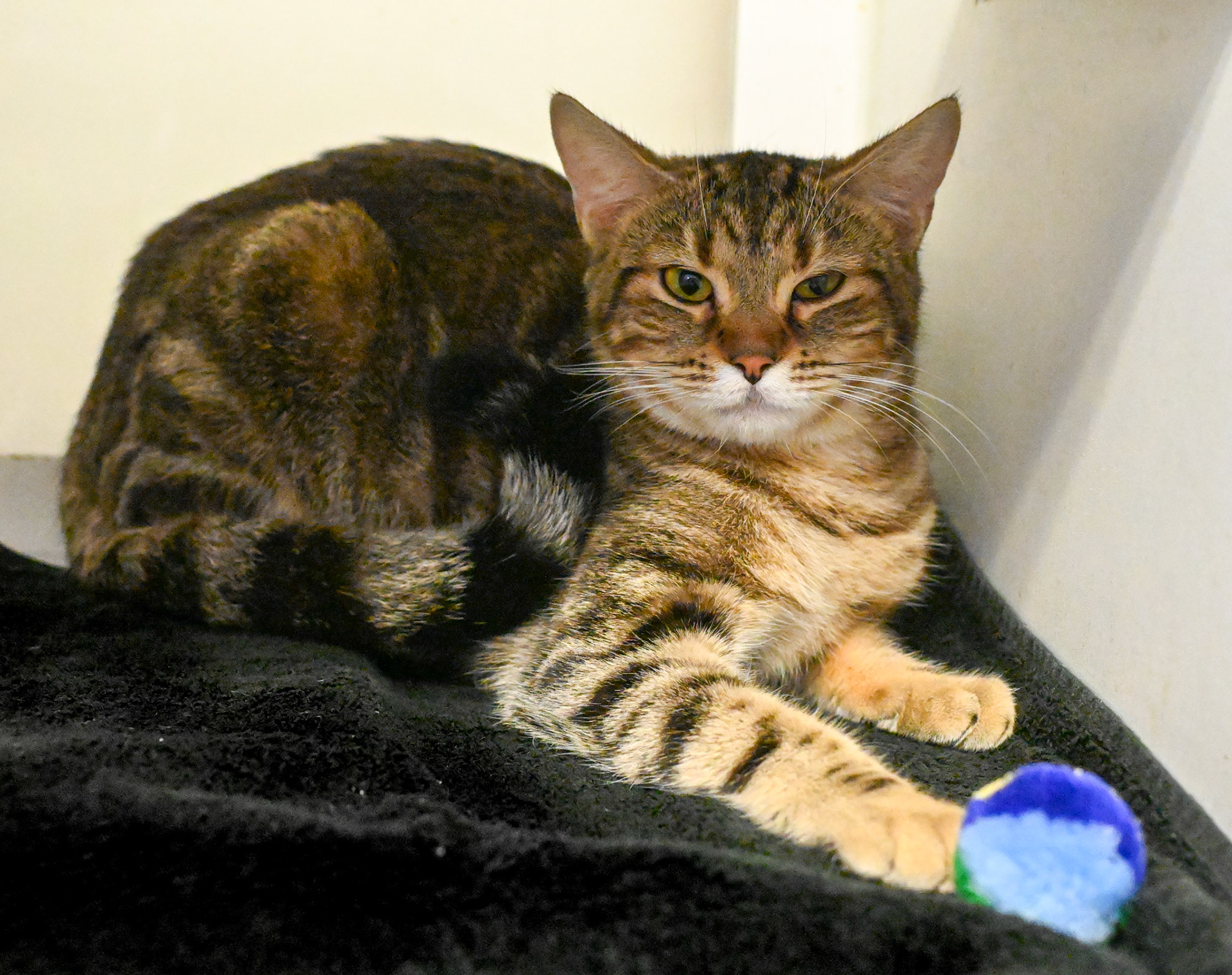 Taking pictures at the pet shelter to help the cats find a home.