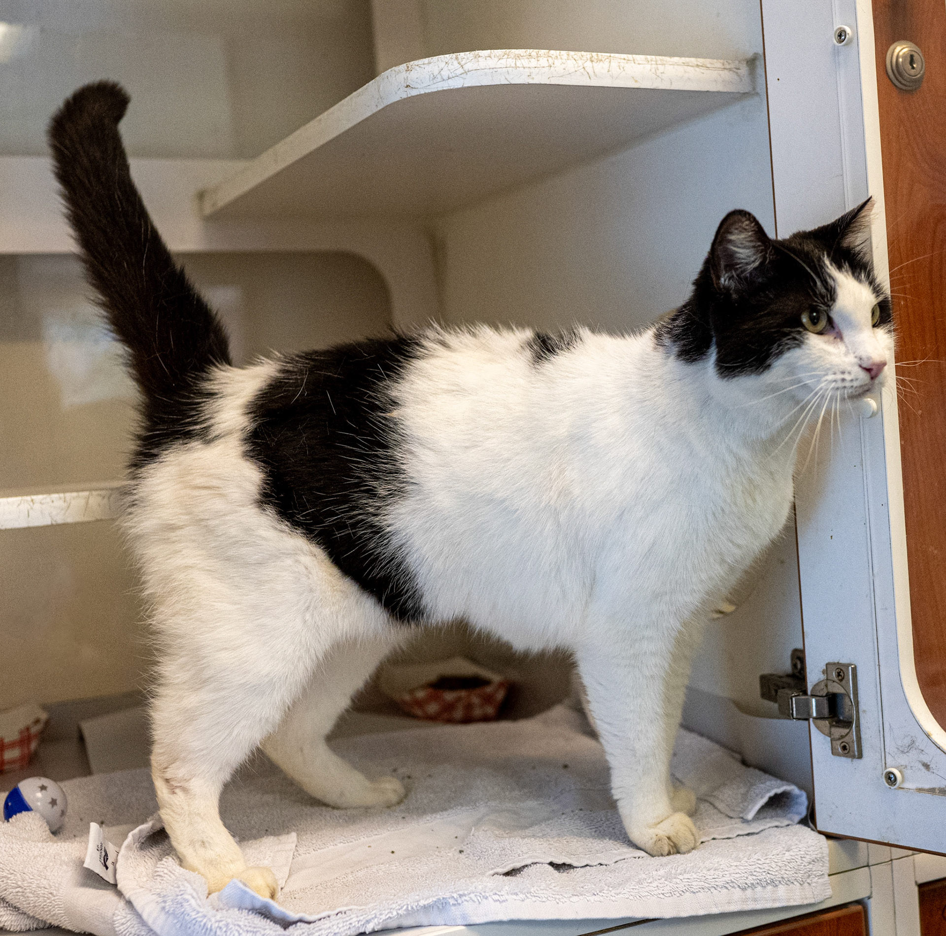 Taking pictures at the pet shelter to help the cats find a home.