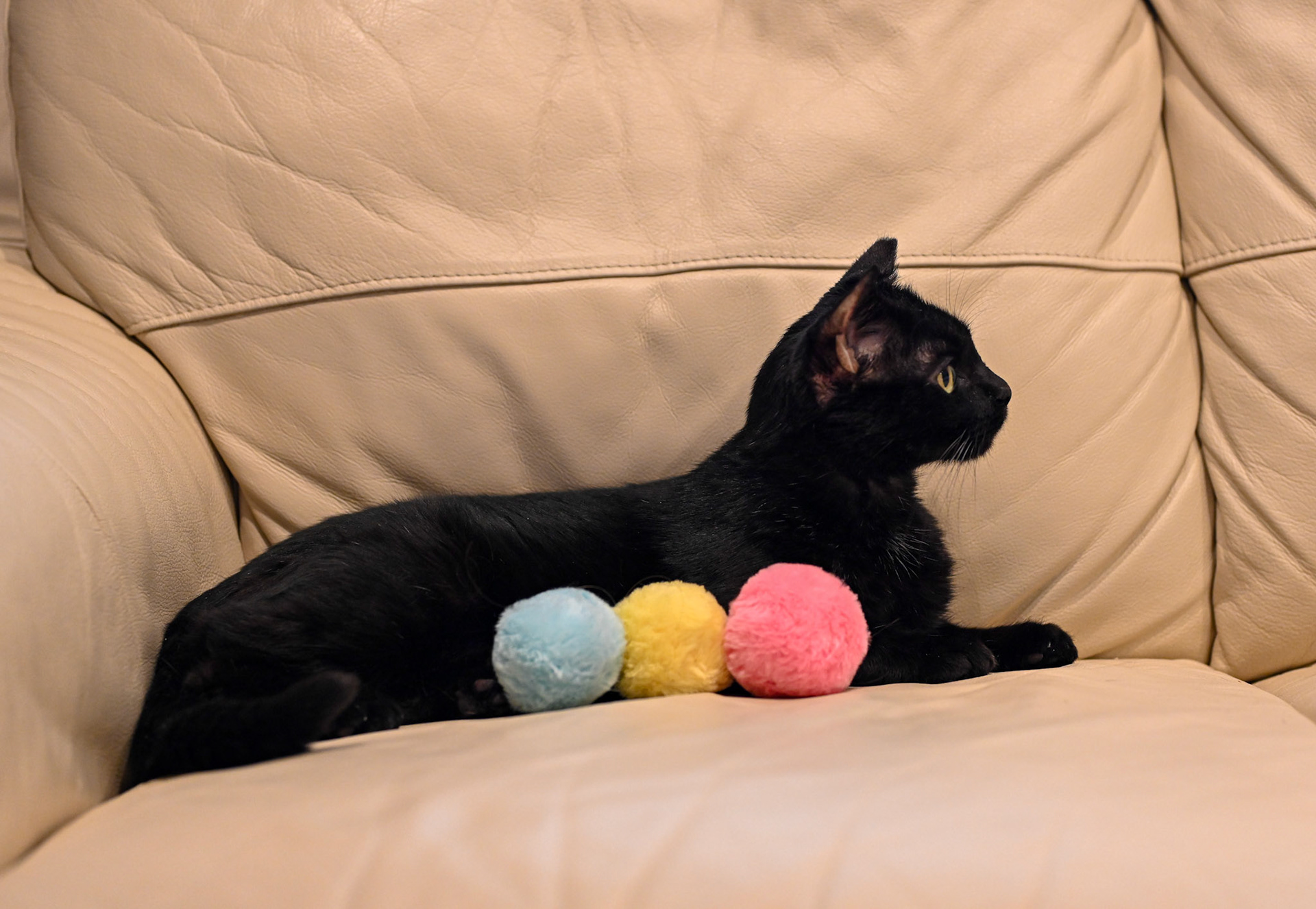 Blackberry (my cat) posing like a sphinx.