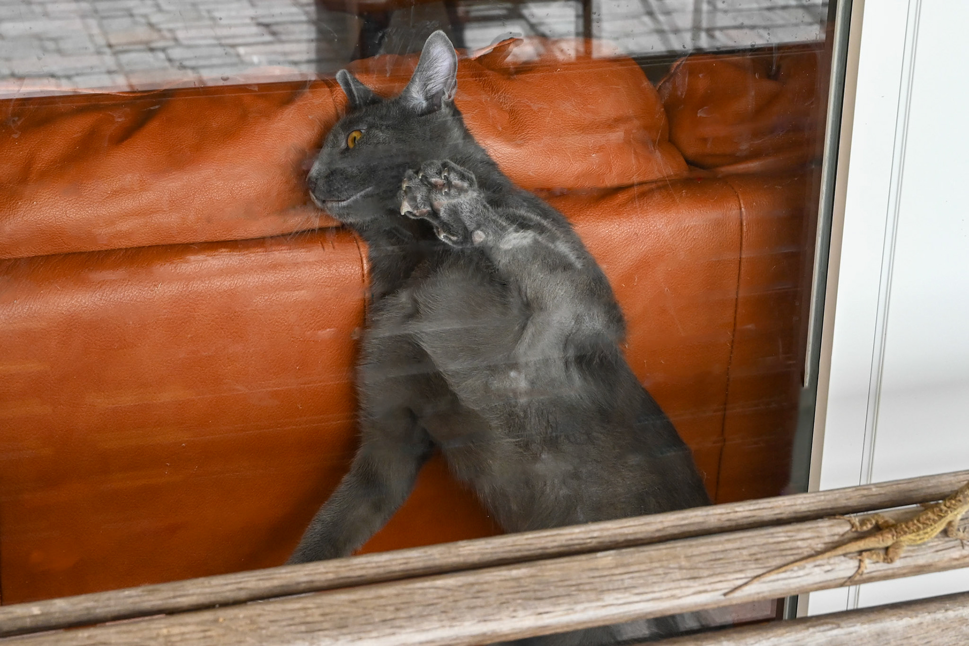 I think the lizard is laughing at Huckleberry.