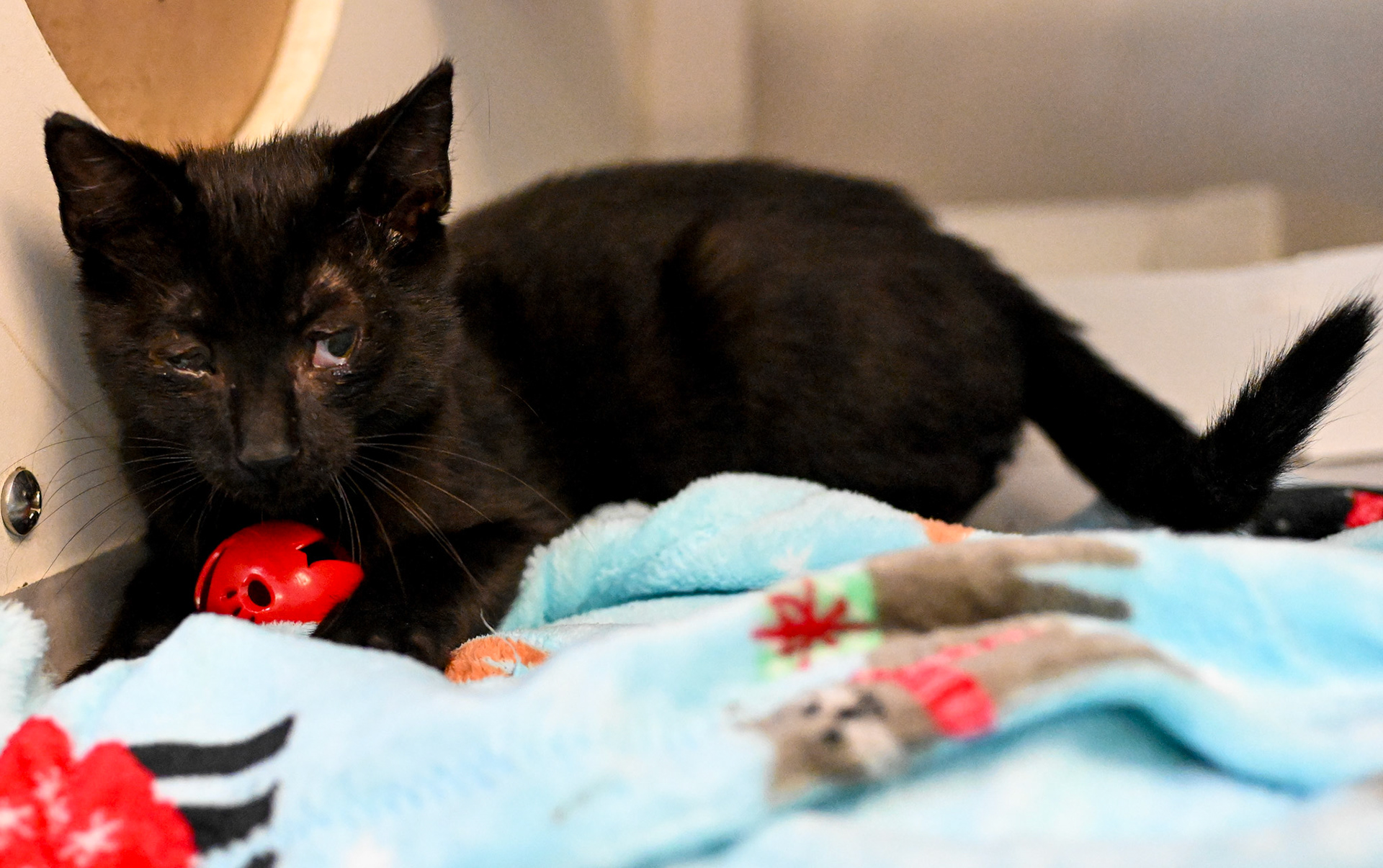 Taking pictures at the pet shelter to help the cats find a home.