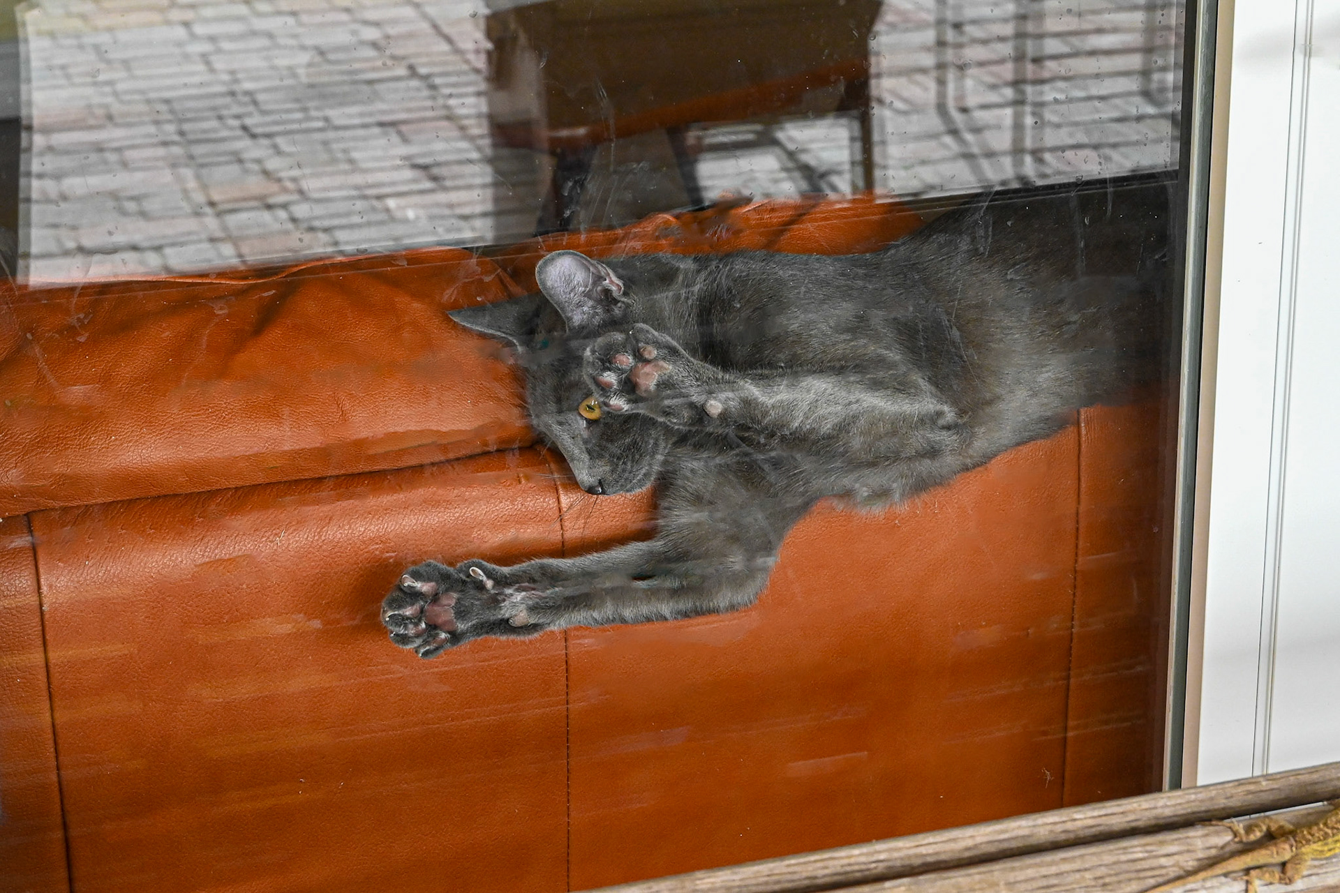 Huckleberry (my cat) checking out the lizard on the bottom right corner.