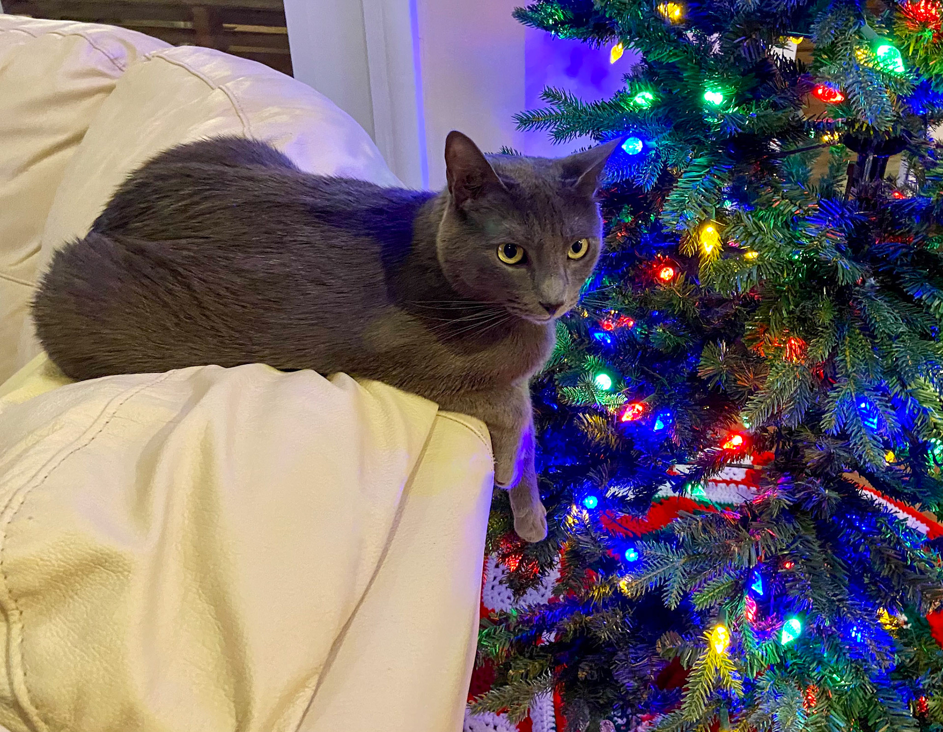 Huckleberry ( my cat) can spend hours relaxing by the twinkling lights.