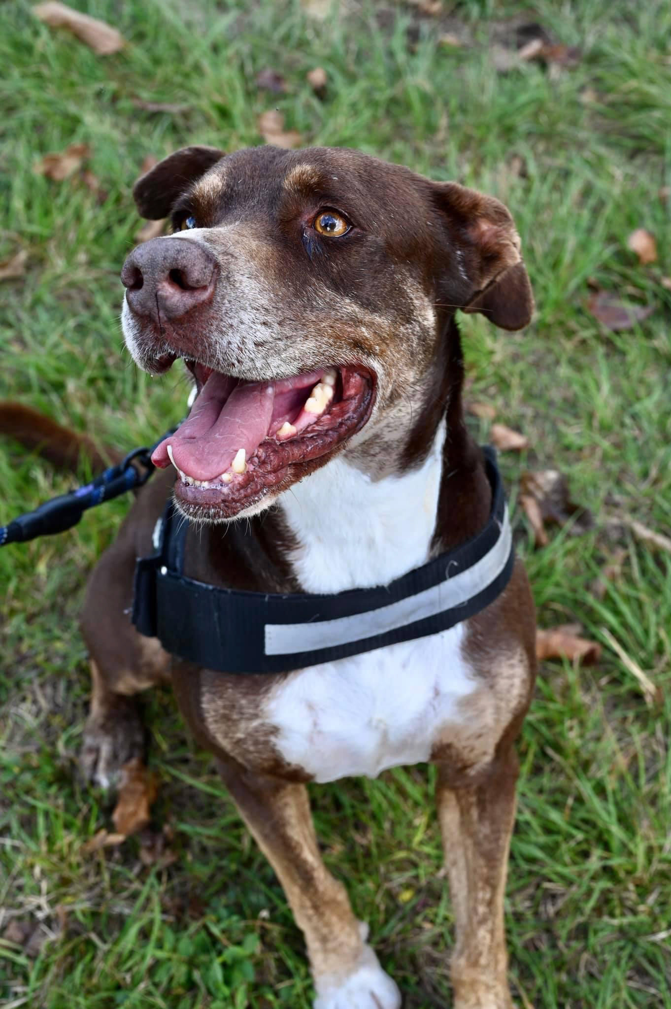 Taking pictures at the pet shelter to help them get adopted.