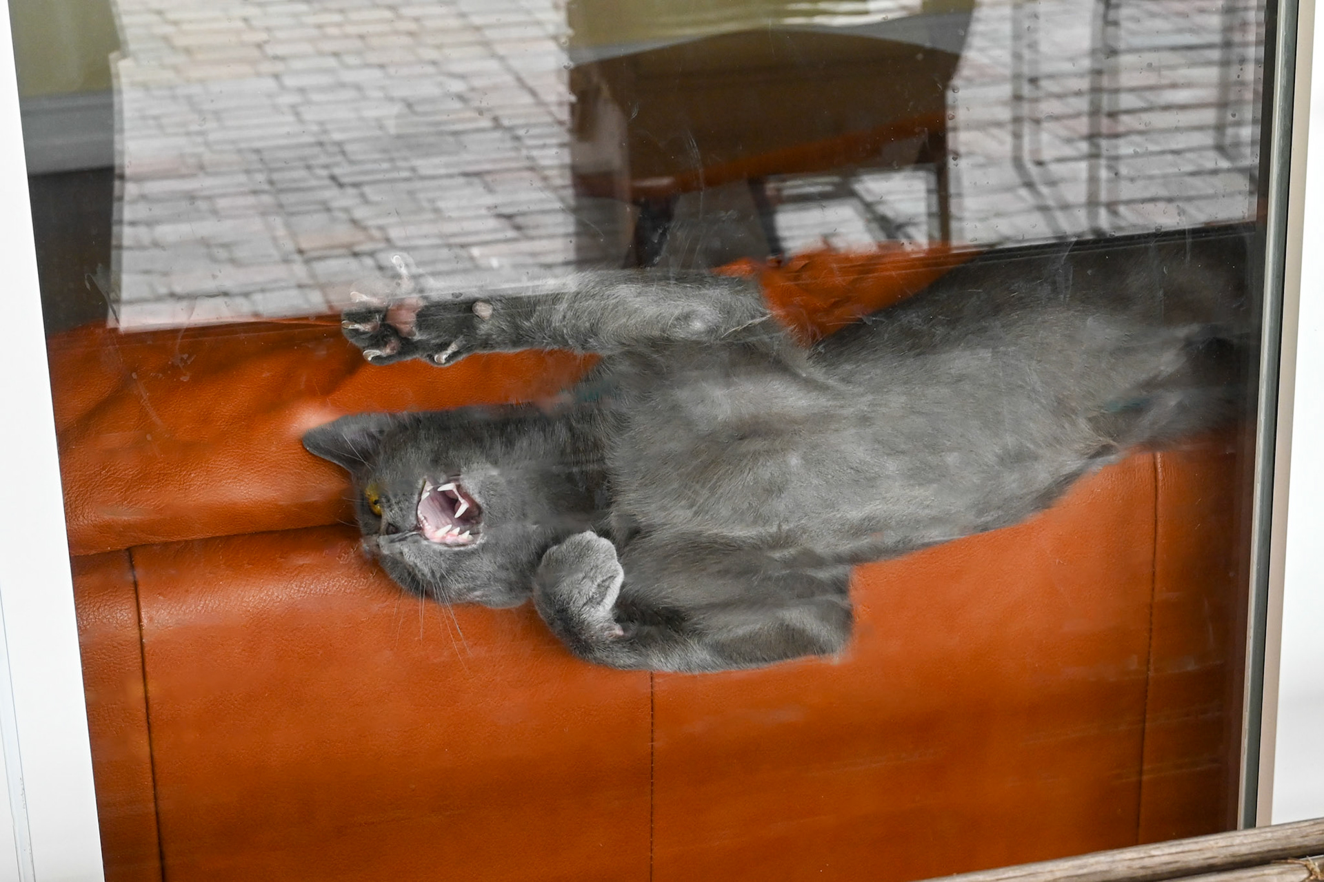 Where is the lizard?