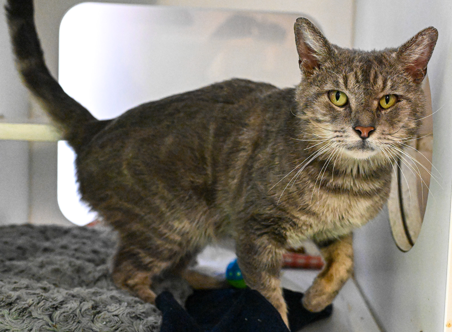 Taking pictures at the pet shelter to help the cats find a home.