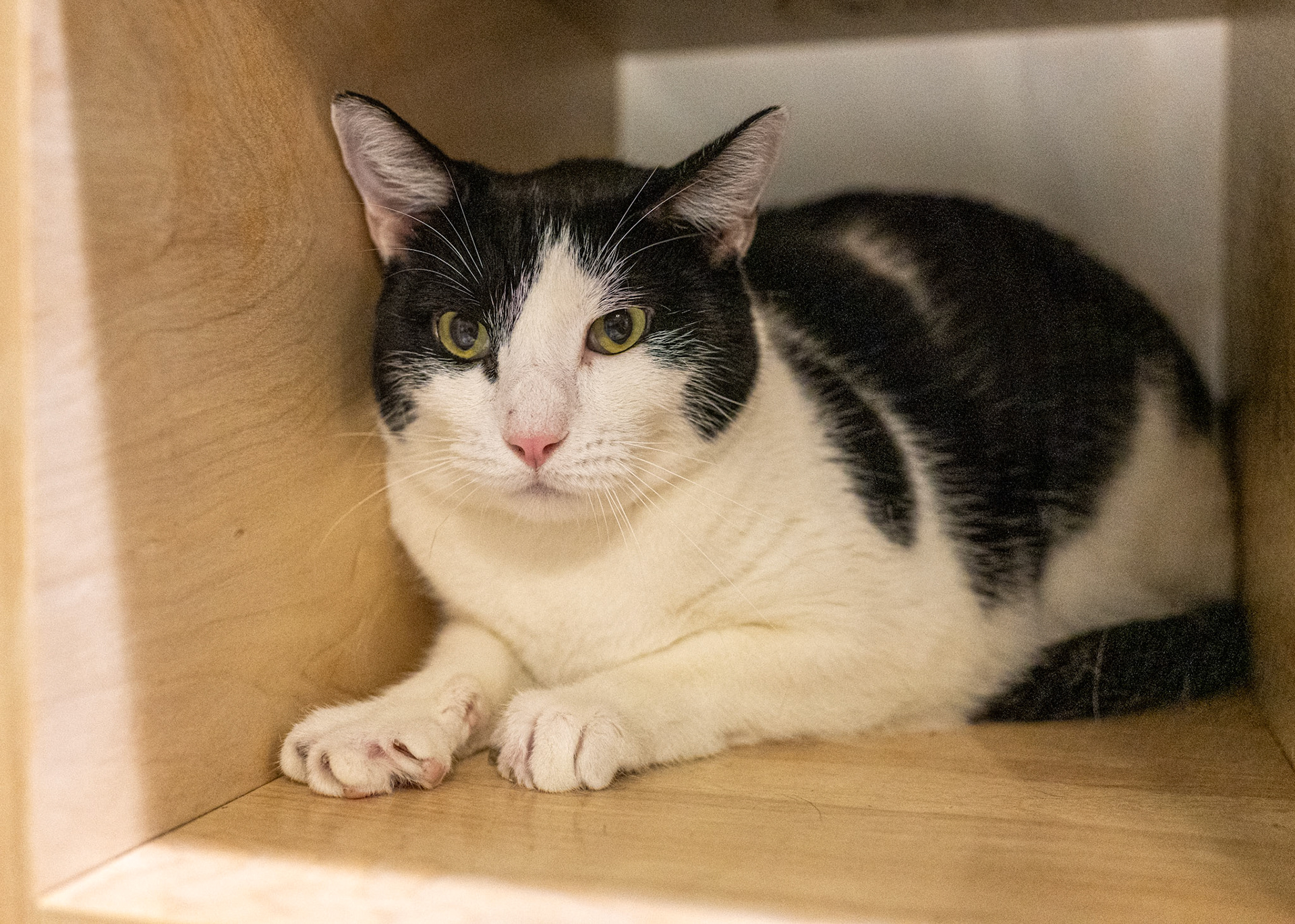 Taking pictures at the pet shelter to help the cats find a home.