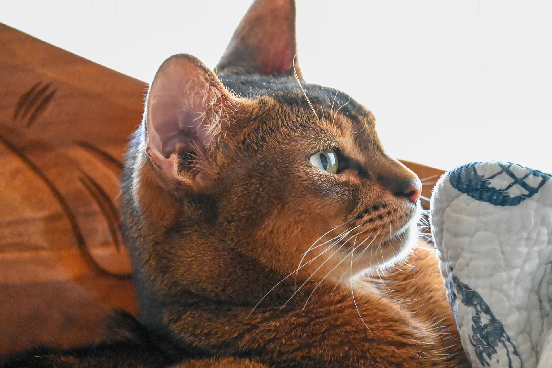Rocco (my cat) contemplating his activities for the day.