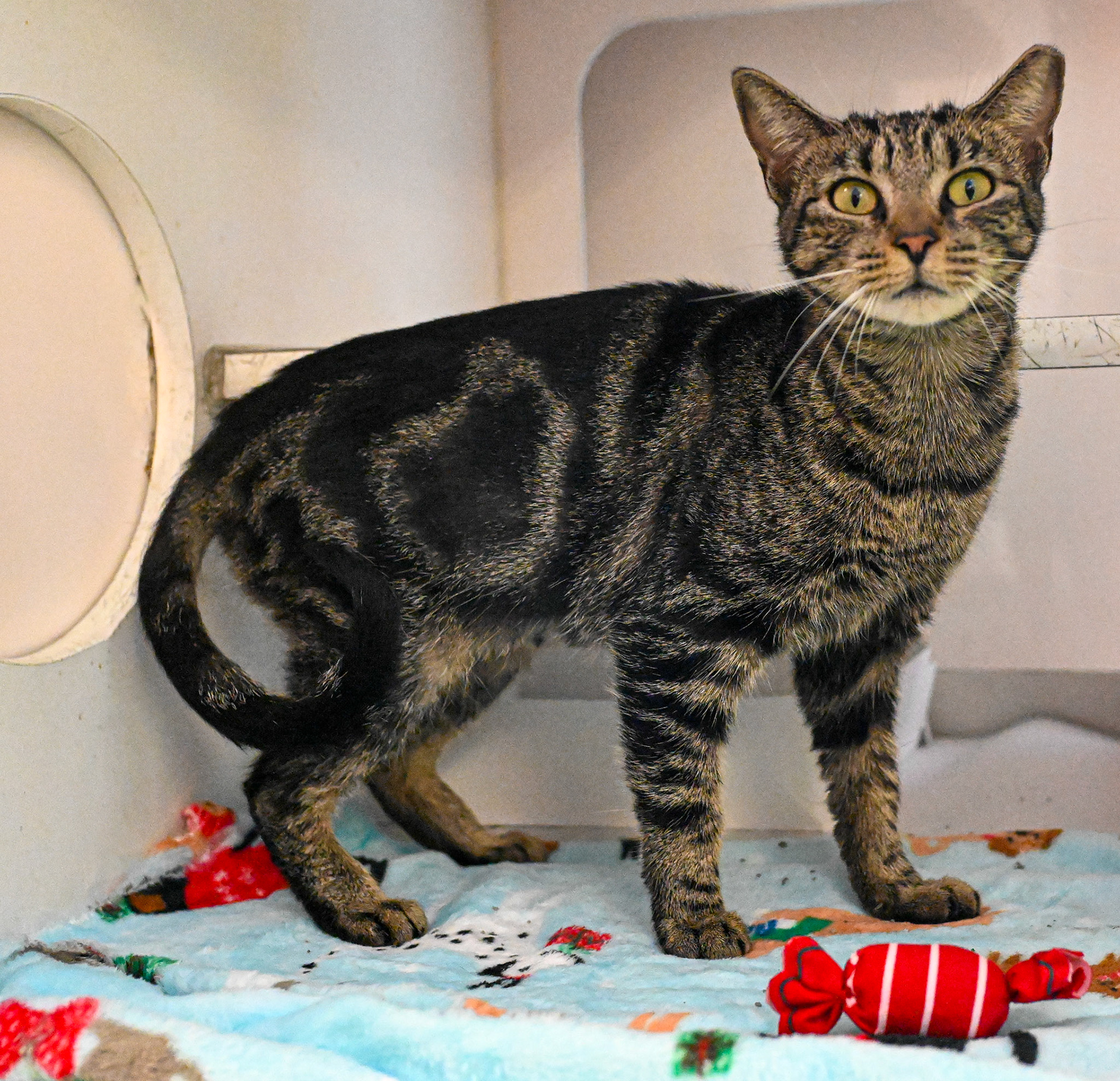 Taking pictures at the pet shelter to help the cats find a home.