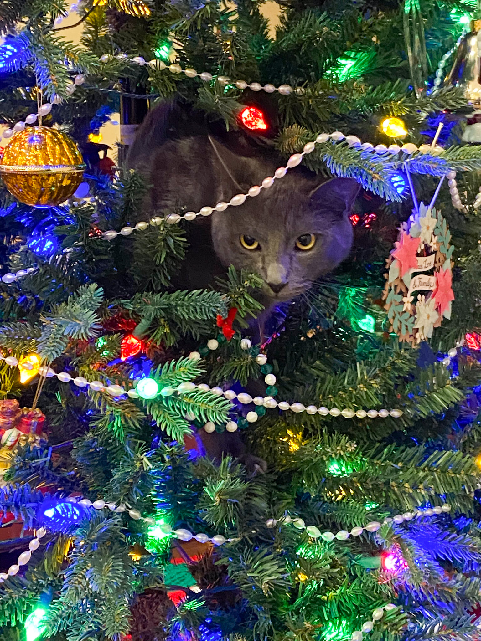 I have a new ornament this Christmas!