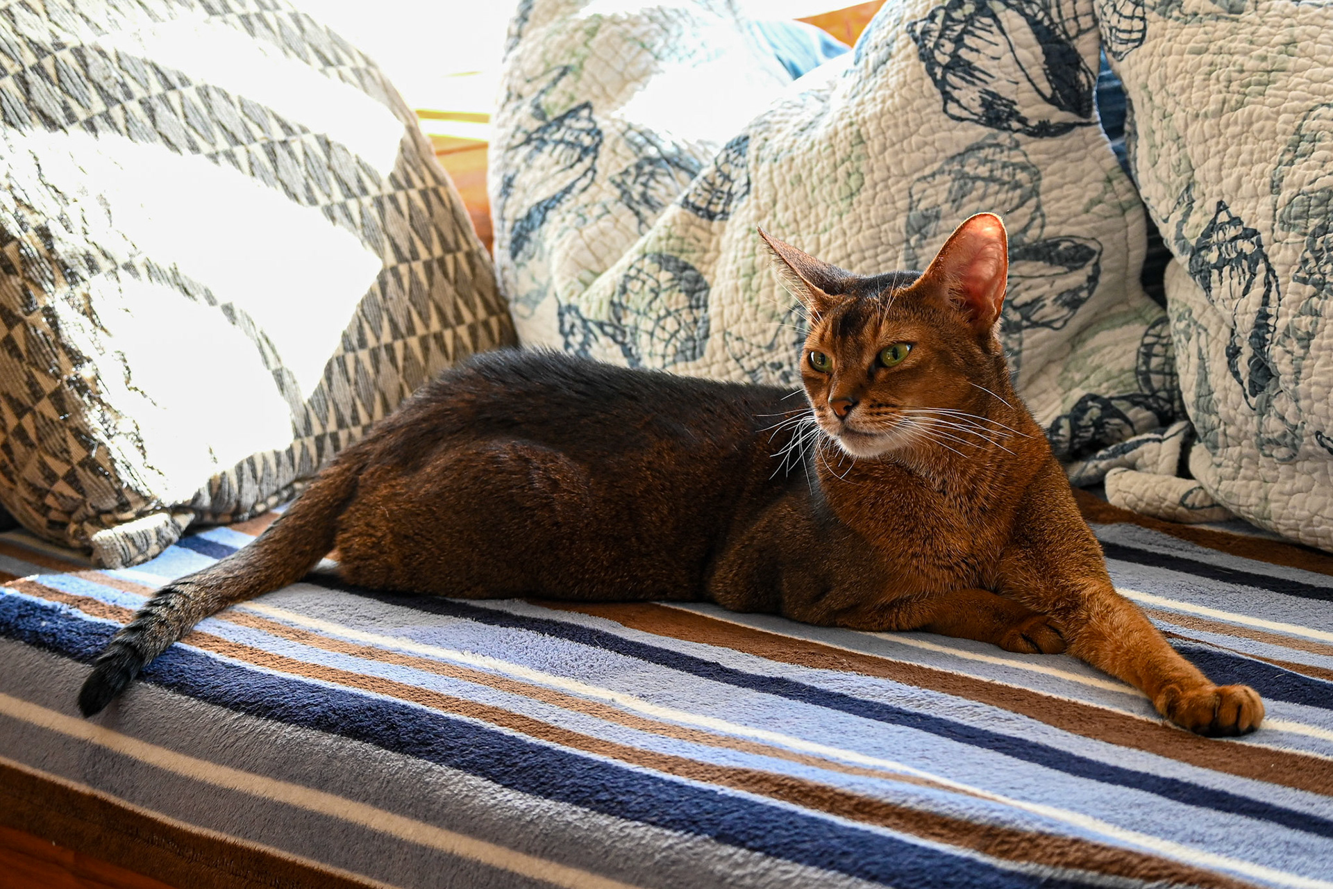 Rocco (my cat) enjoys his futon.