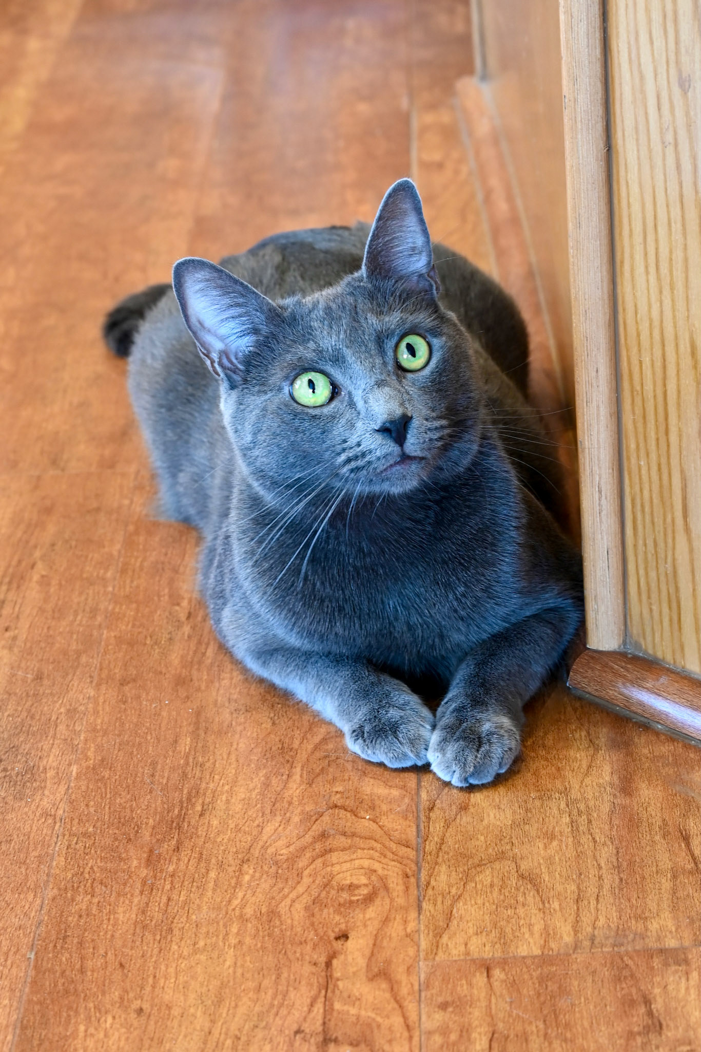 Huckleberry (my cat) is awlays wondering what food is on the kitchen counter.