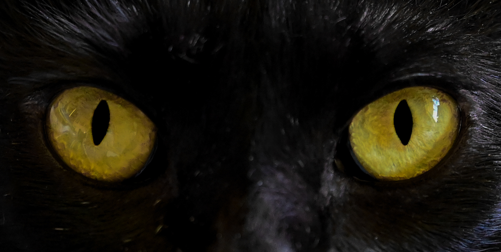 Blackberry’s beautiful eyes.