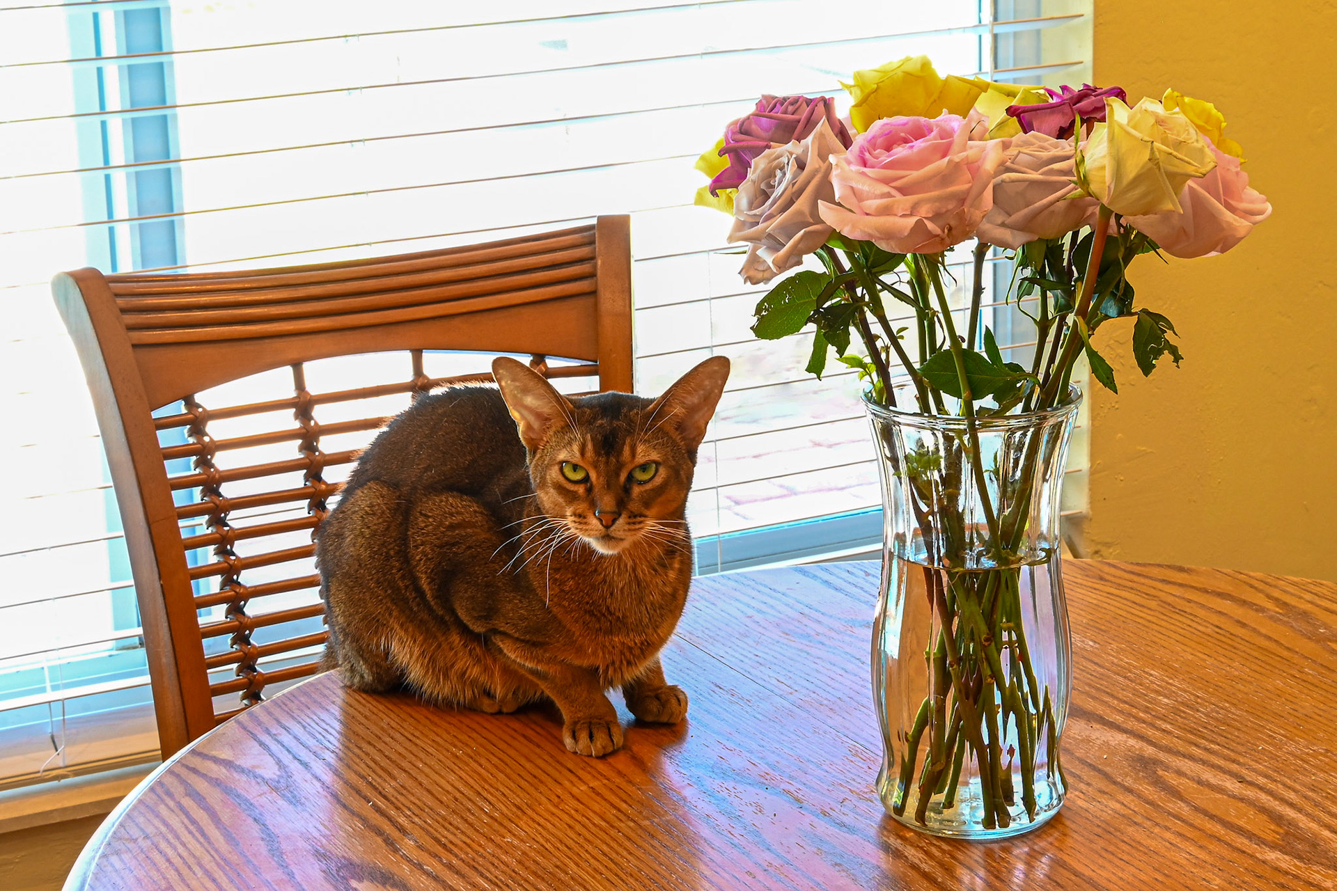 Rocco (my cat) taking time to stop and smell the roses.