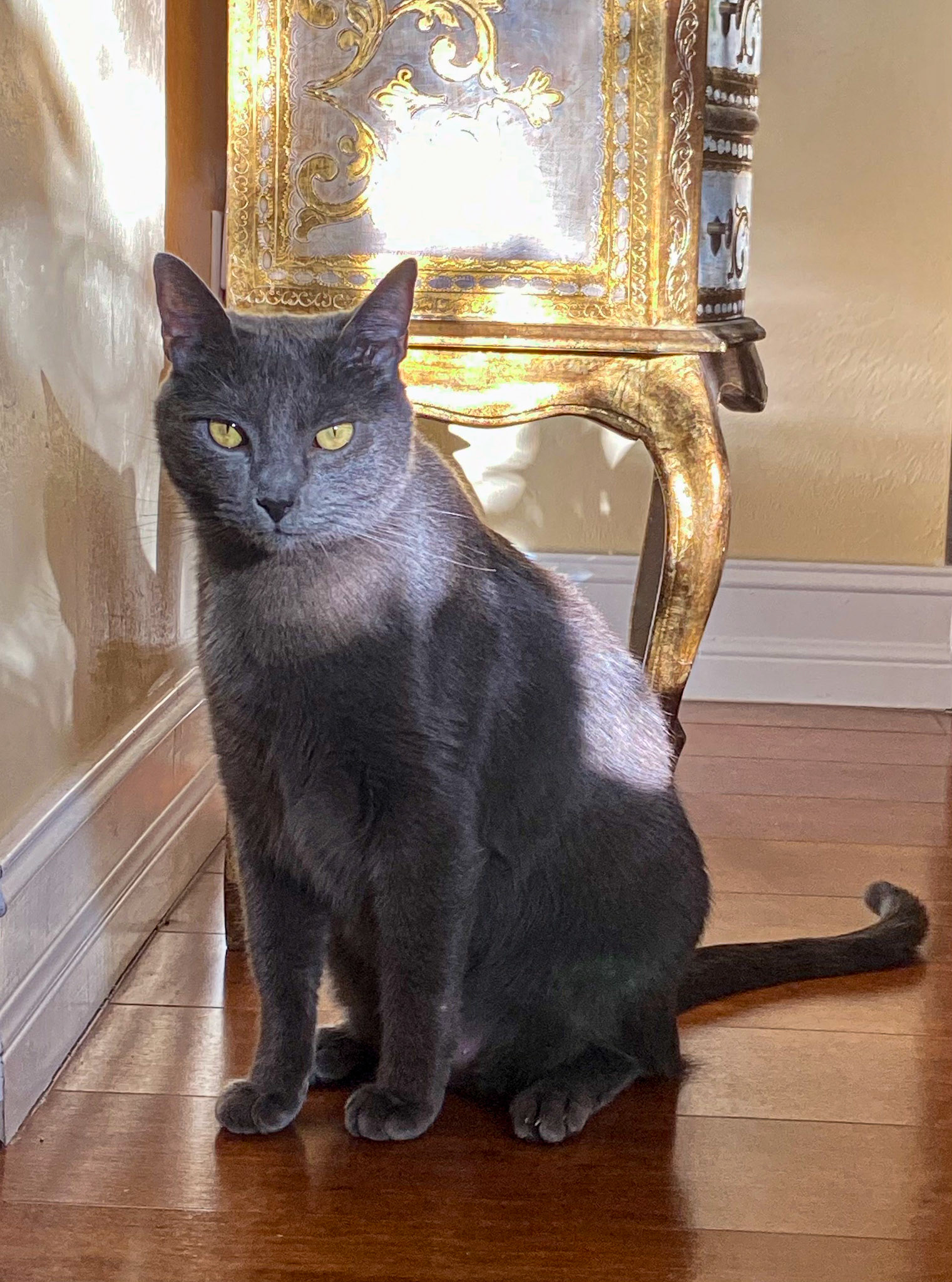 Huckleberry (my cat) looking very royal.