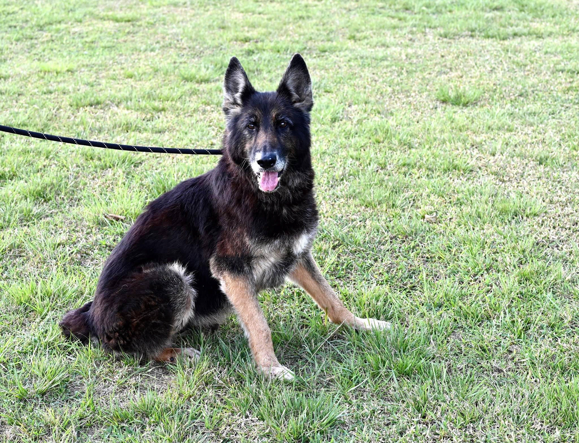 Taking pictures at the pet shelter to help them get adopted.
