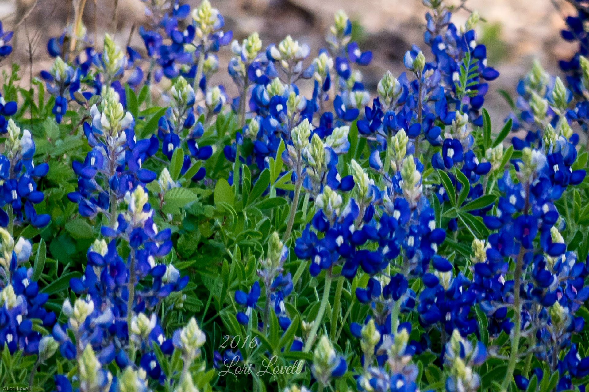 Texas Bluebonnets