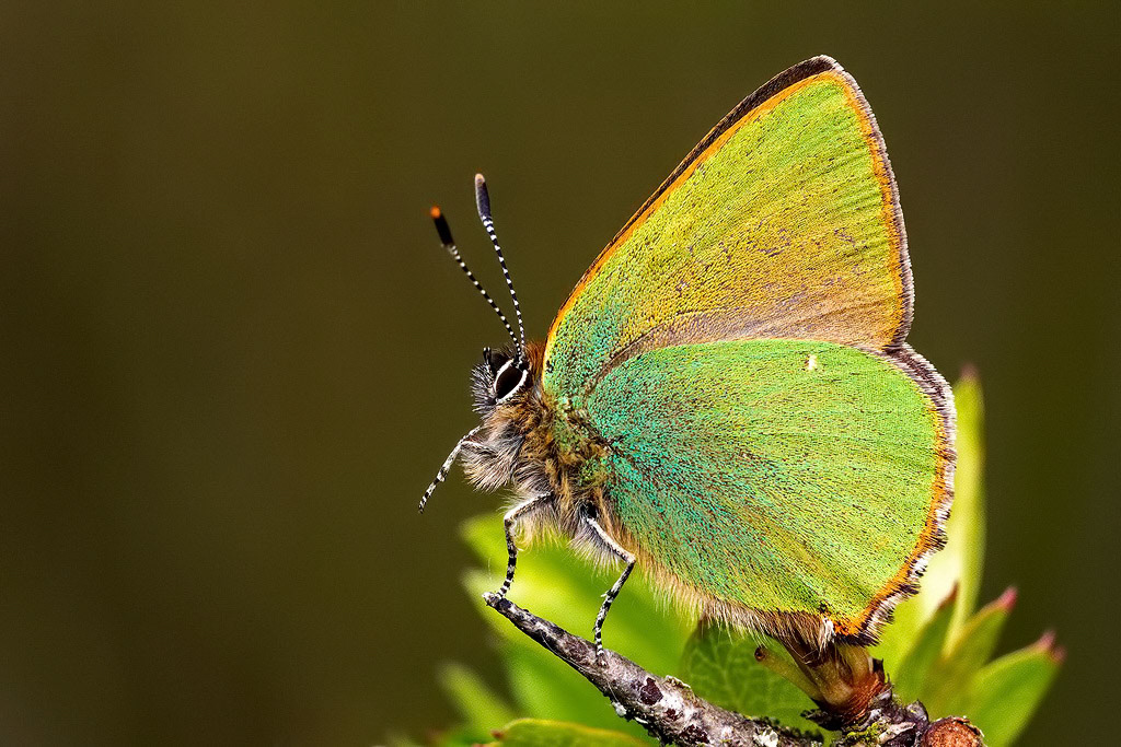 Green Hairstreak Butterfly