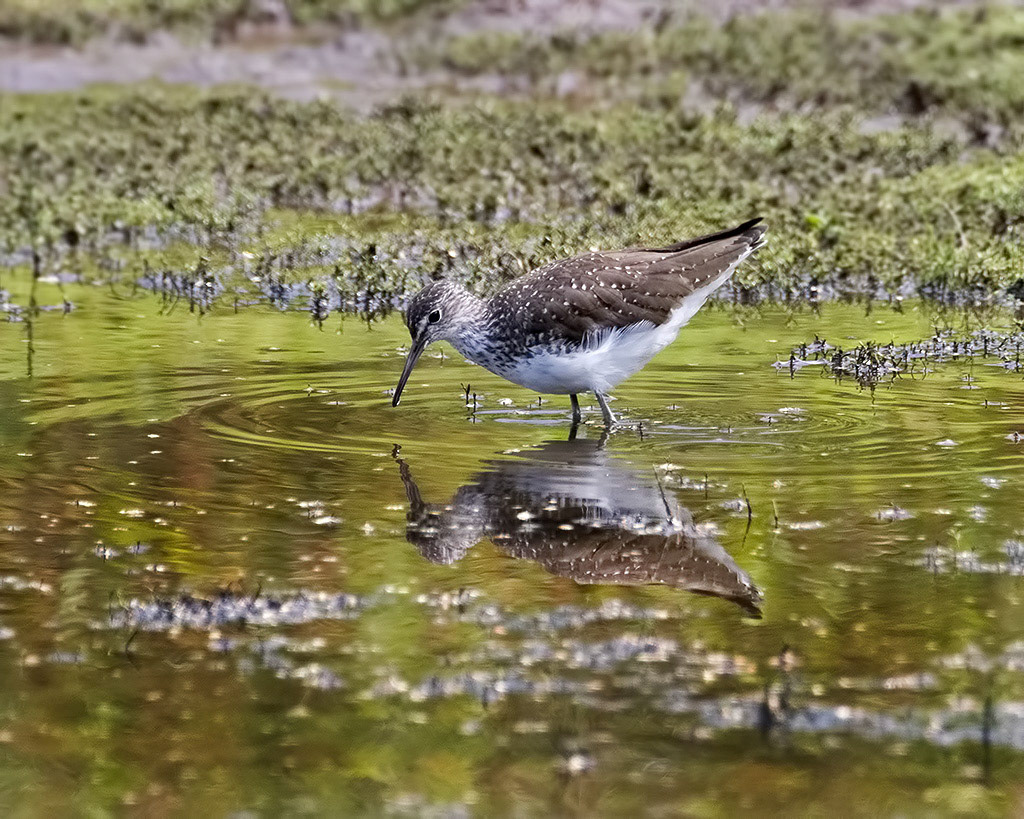 Green Sandpiper