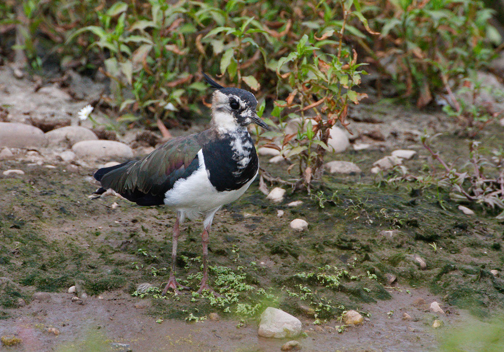 Lapwing