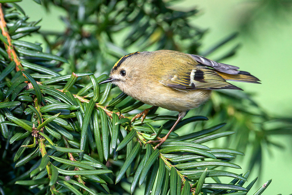Goldcrest