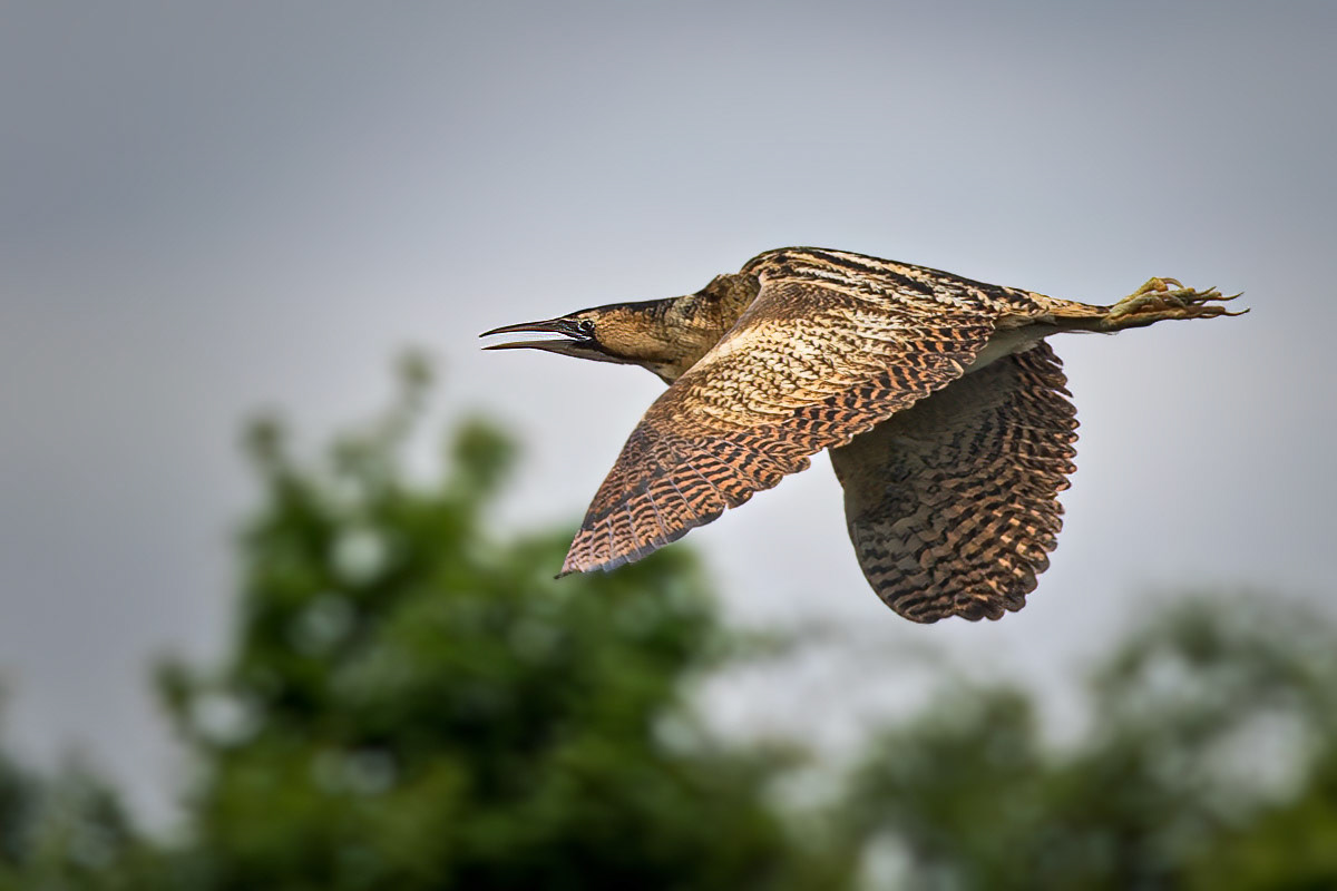 Bittern