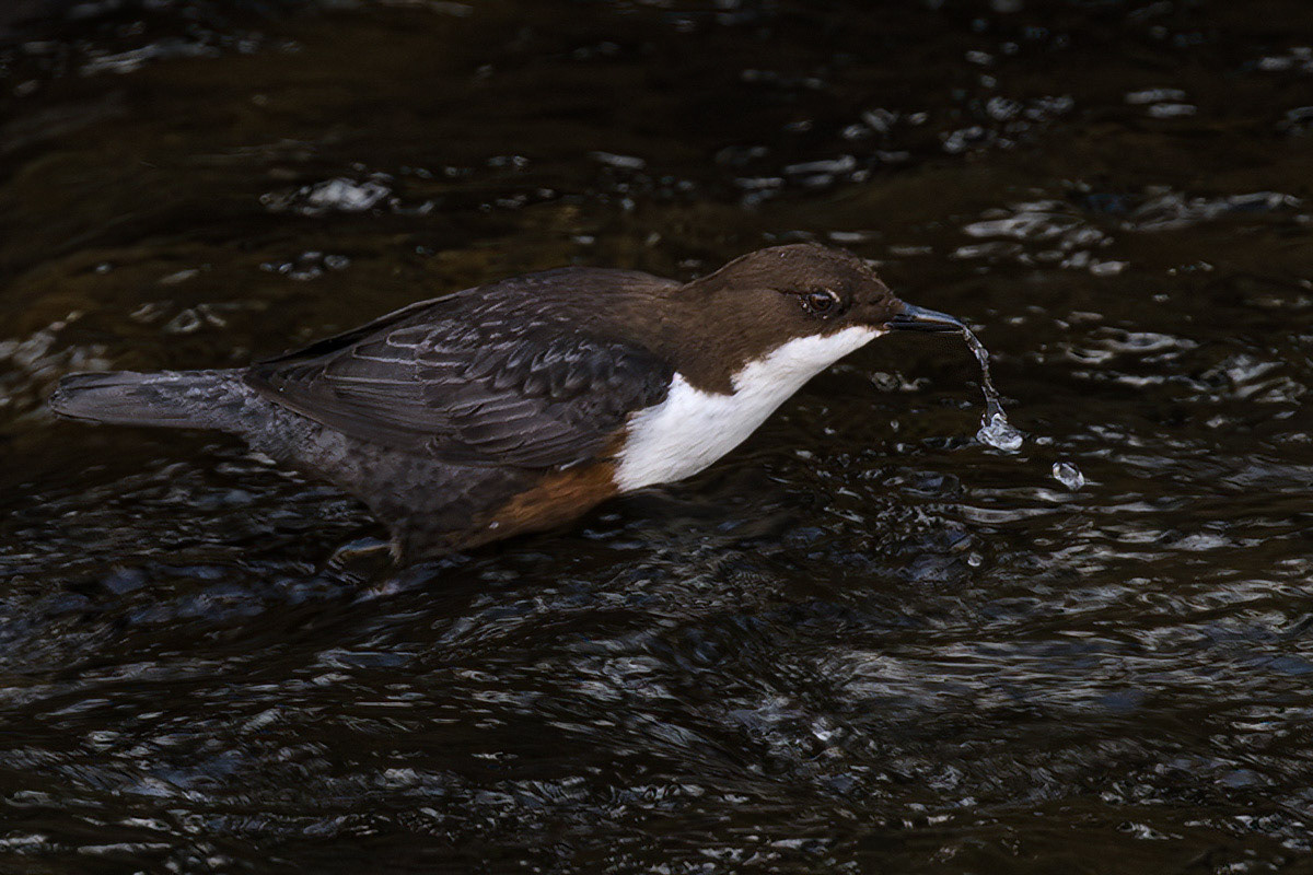 Dipper