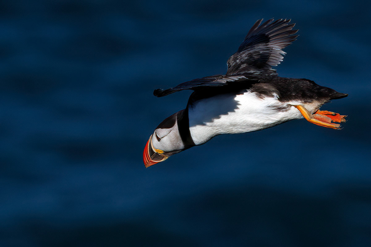 Puffin