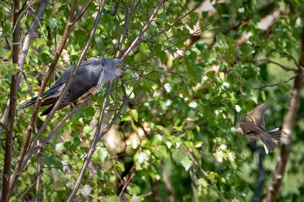 Cuckoo and Meadow Pipit