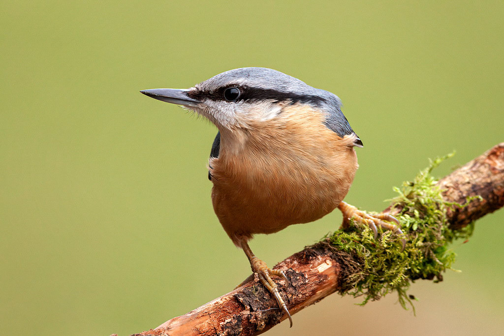 Nuthatch