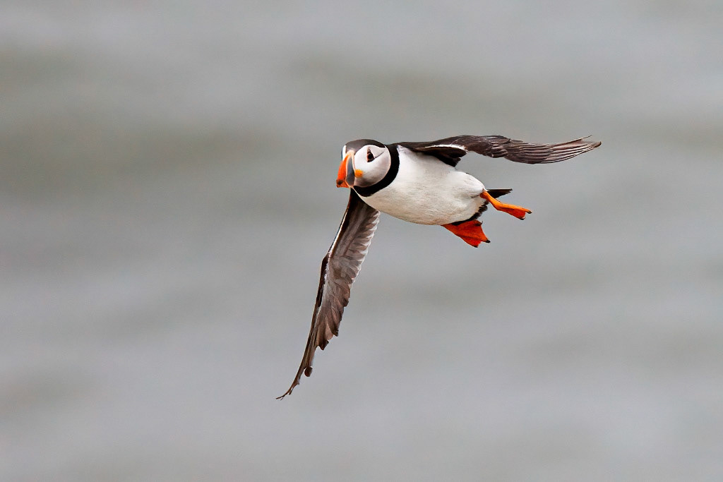 Puffin