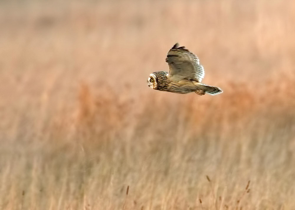 Short-eared Owl