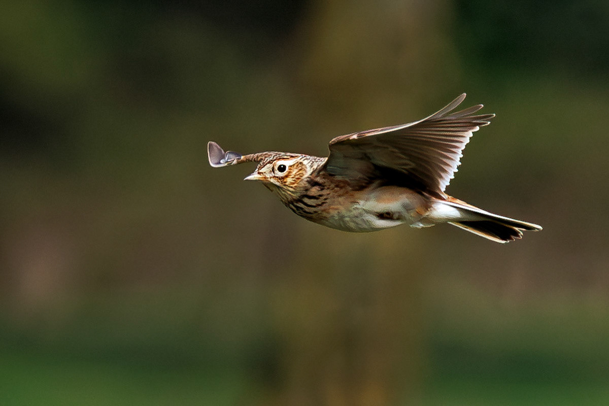 Skylark