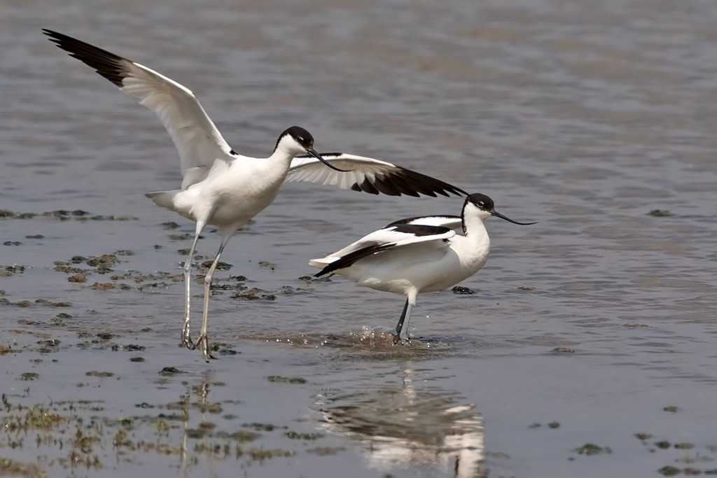 Avocet