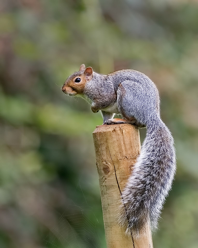 Grey Squirrel
