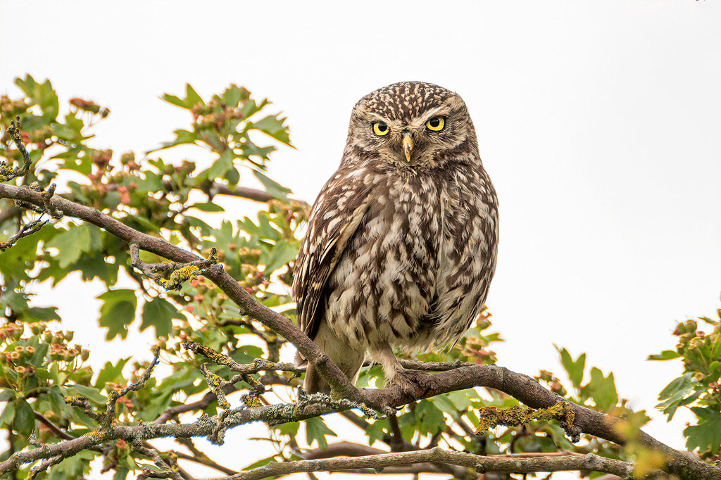 Little Owl