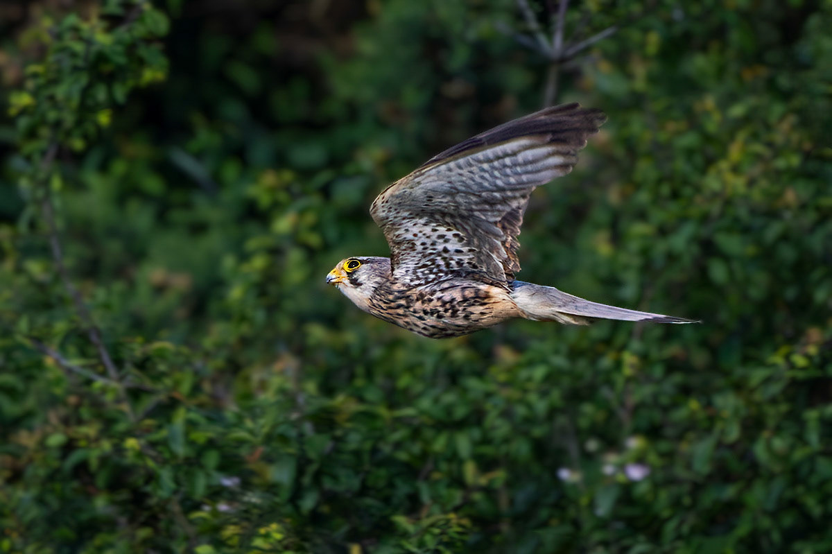 Kestrel