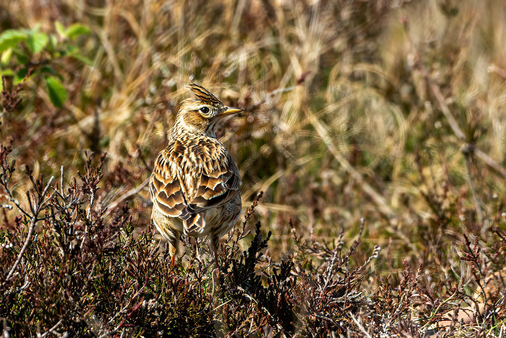 Skylark