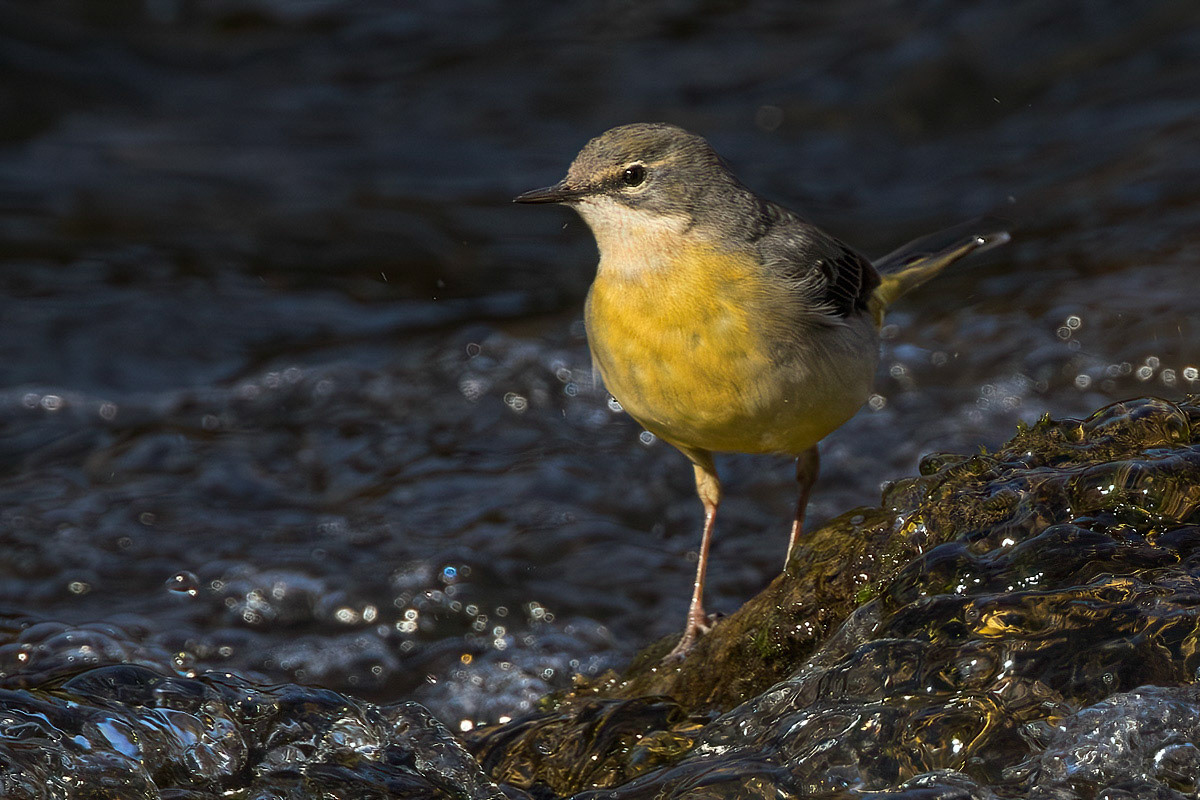 Grey Wagtail