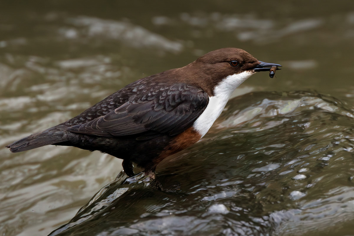White-throated Dipper