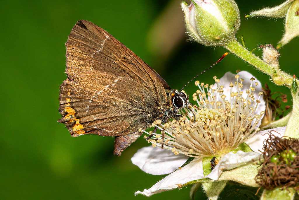 White-letter Hairstreak