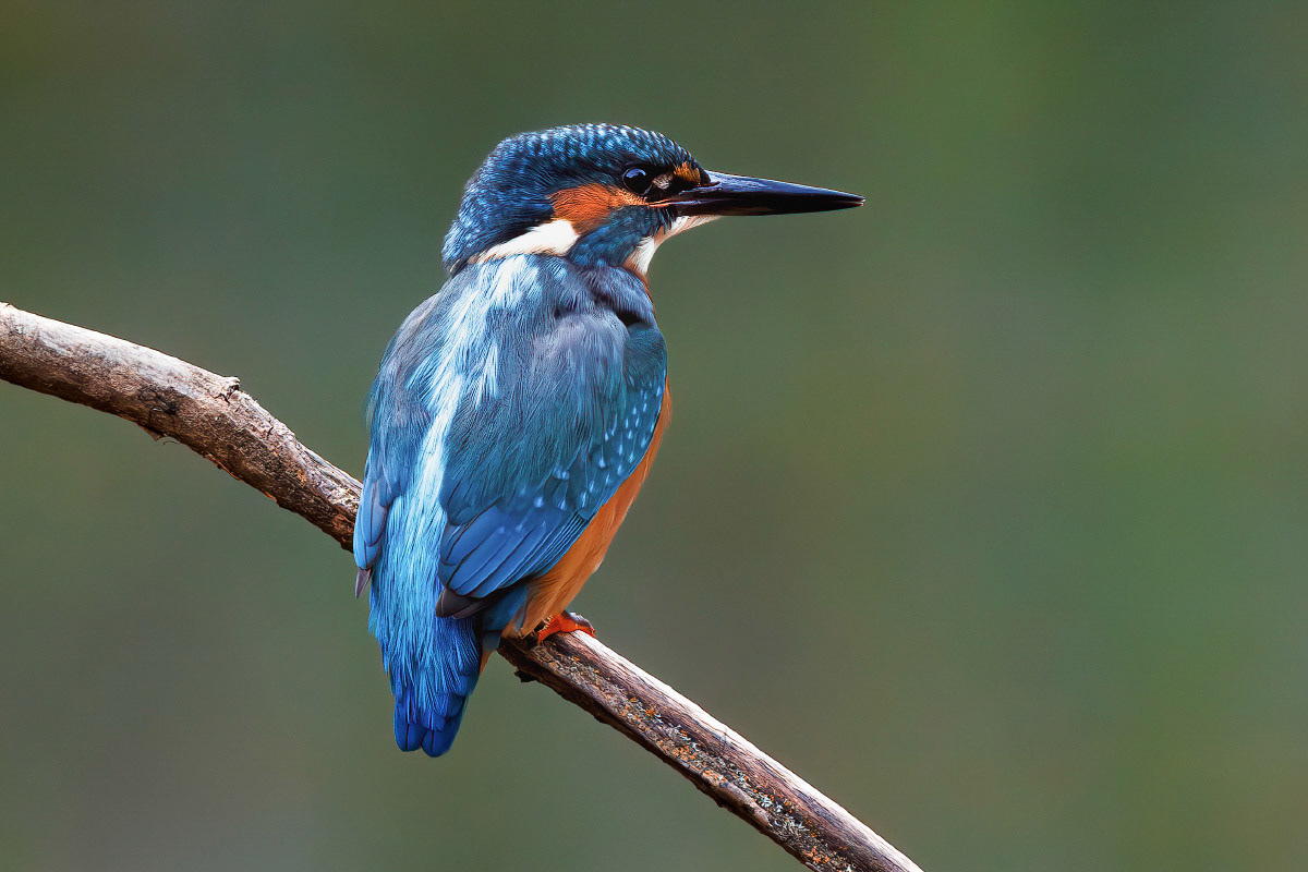 Kingfisher