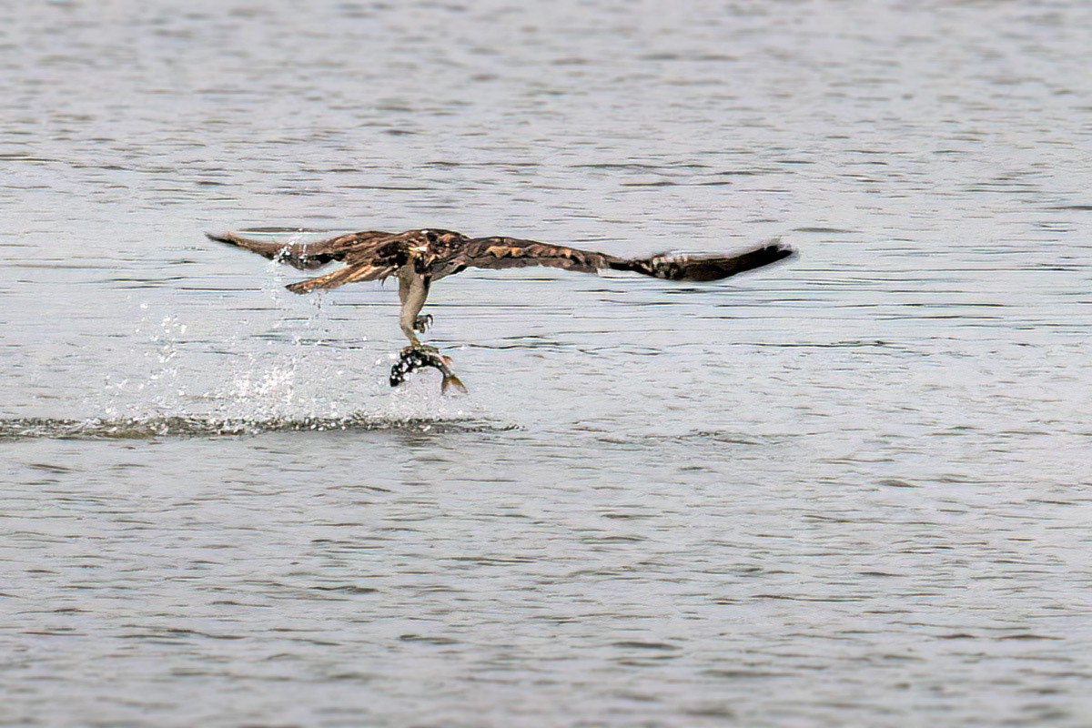 Osprey