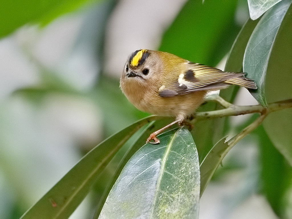 Goldcrest