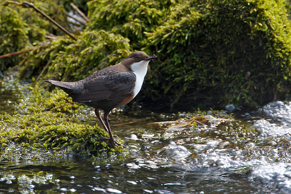 Dipper