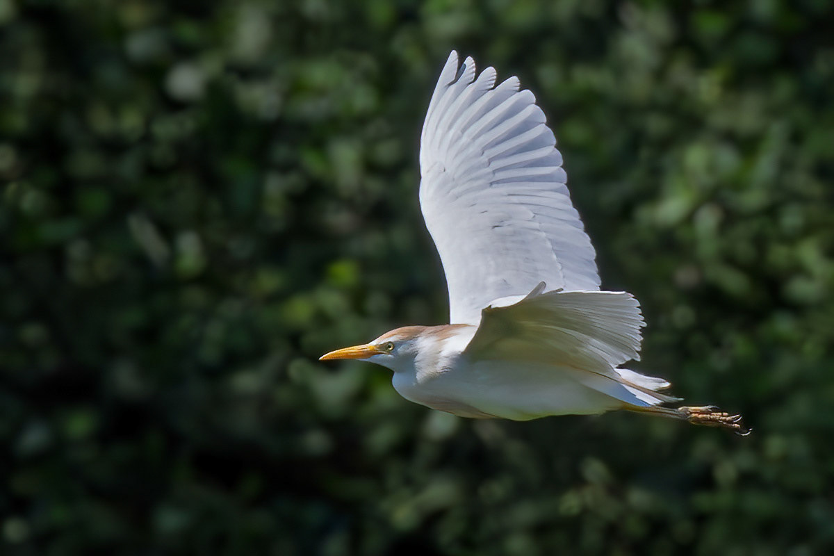 Cattle Egret