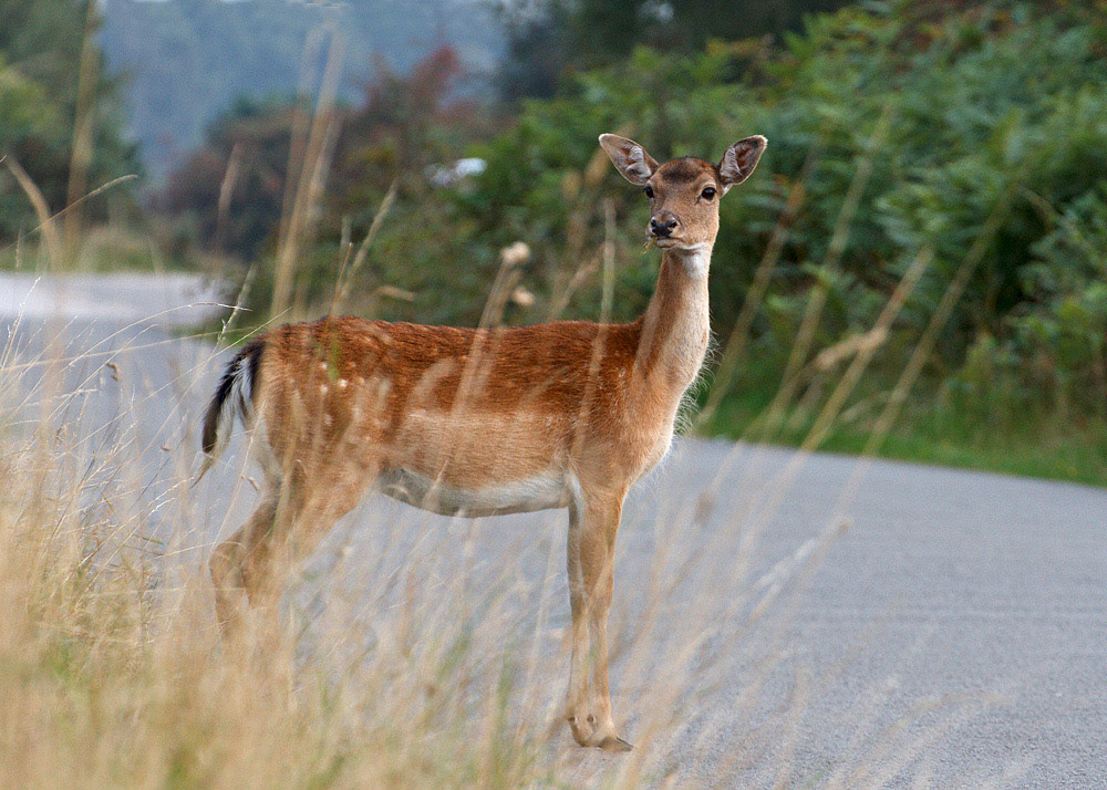 Fallow Deer
