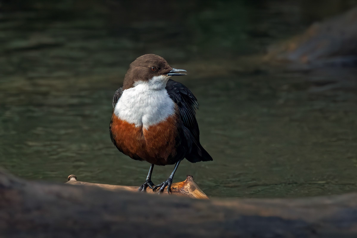 White-throated Dipper