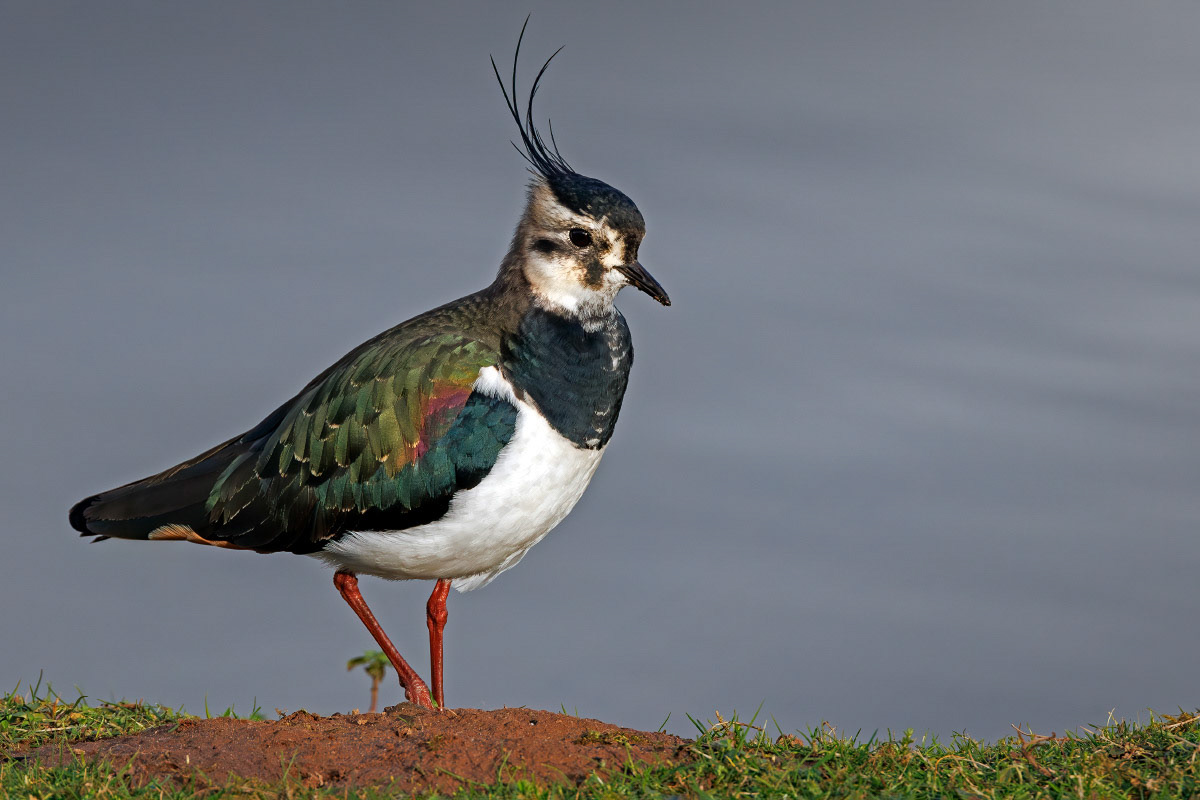Lapwing