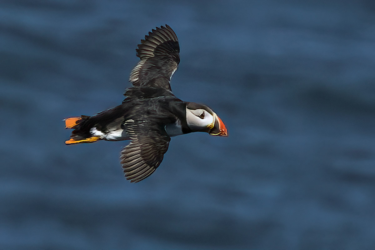 Puffin